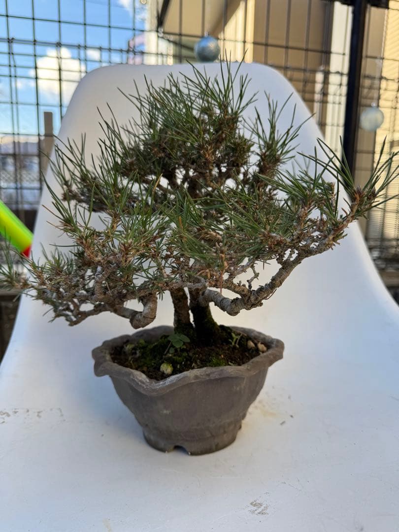 ほぼ毎日値下げ‼️三河黒松　樹齢20年以上　寄せ植え