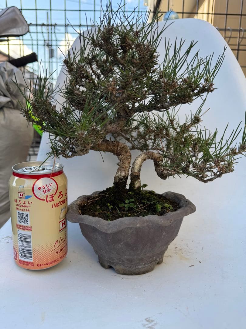 ほぼ毎日値下げ‼️三河黒松　樹齢20年以上　寄せ植え