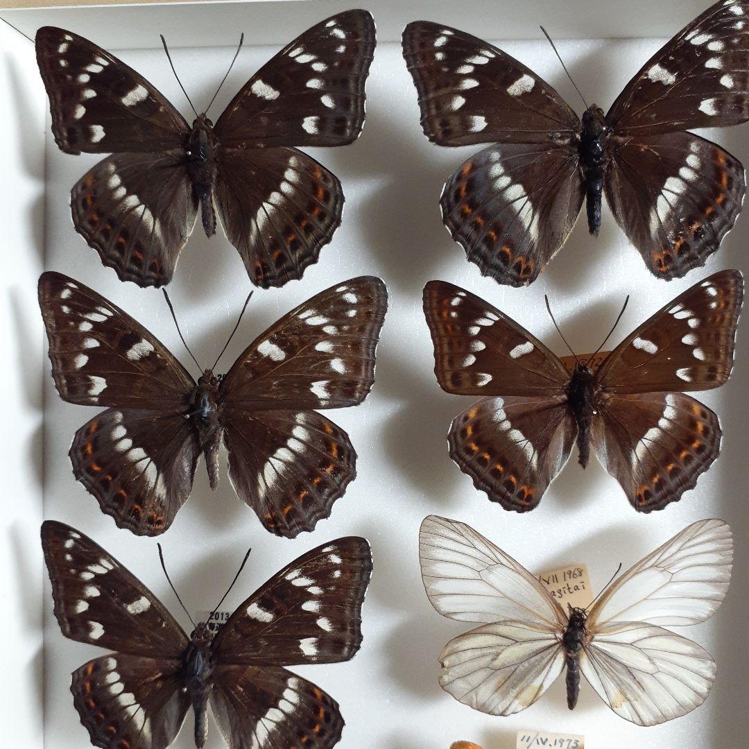 蝶標本　オオイチモンジ、クモマツマキチョウ、ミヤマシロチョウ(♀)標本箱入り