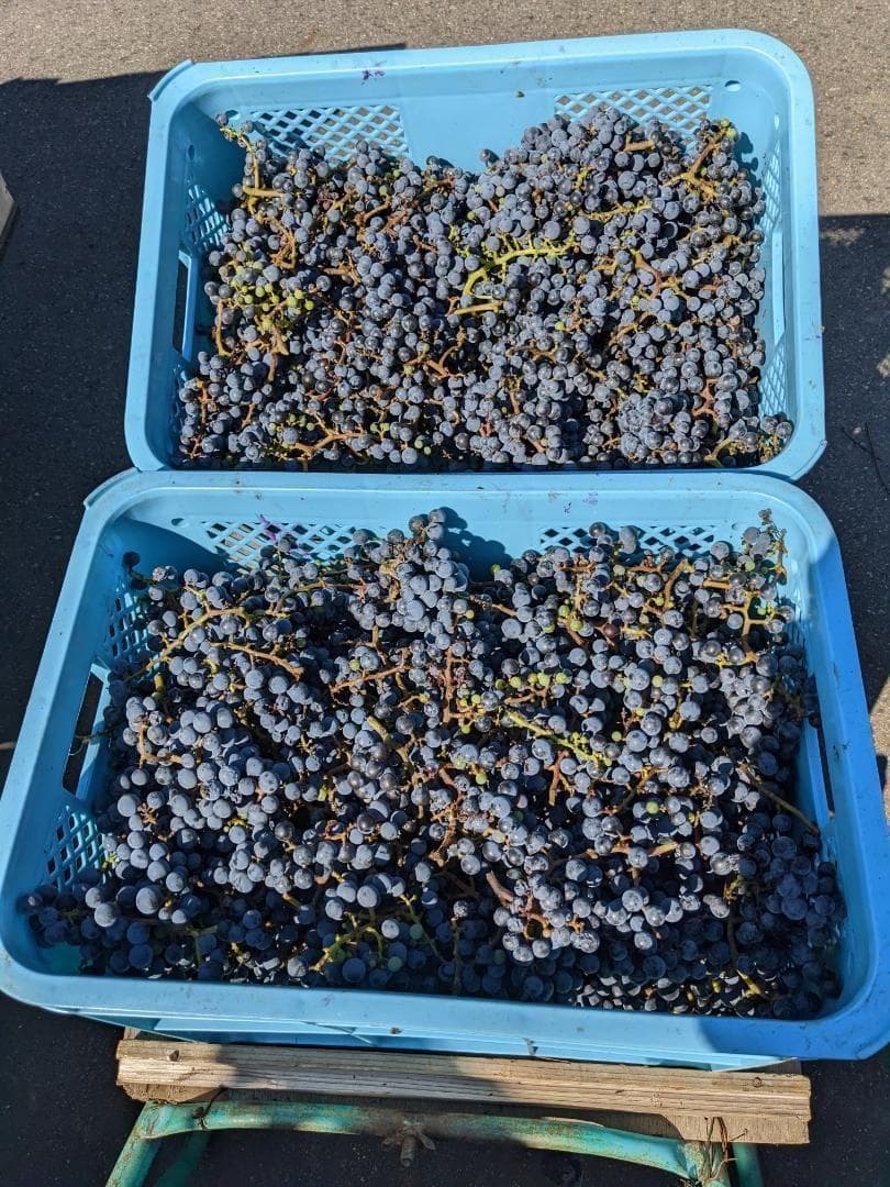 山ぶどう １０kg　山形県月山山麓産④