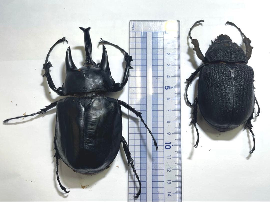 レックス(アクティオン)ゾウカブト　標本用　♂118mm ♀82mm