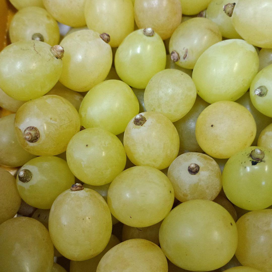 シャインマスカット粒パック入りの家庭用訳有り品３キロになります。