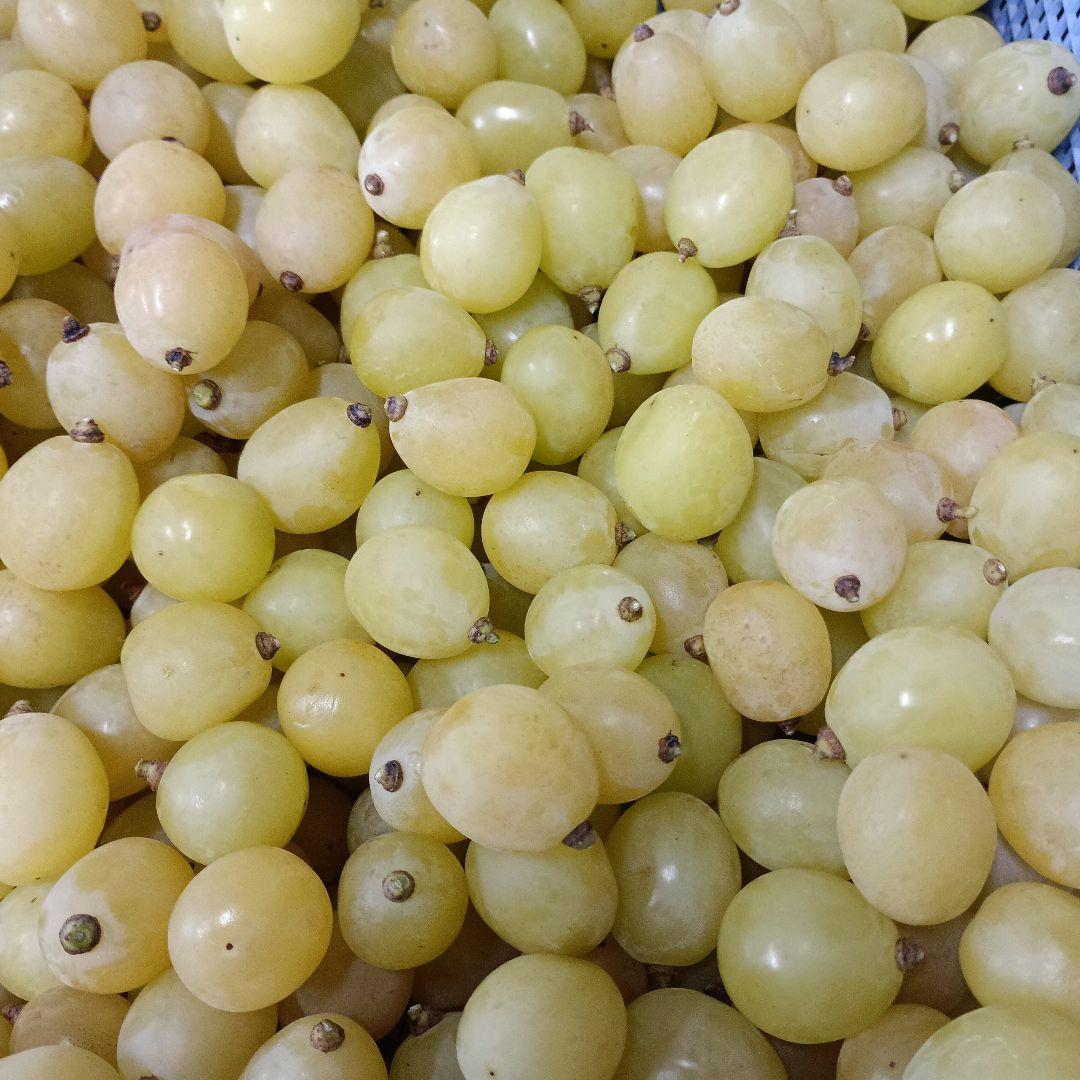 シャインマスカット粒パック入りの家庭用訳有り品３キロになります。