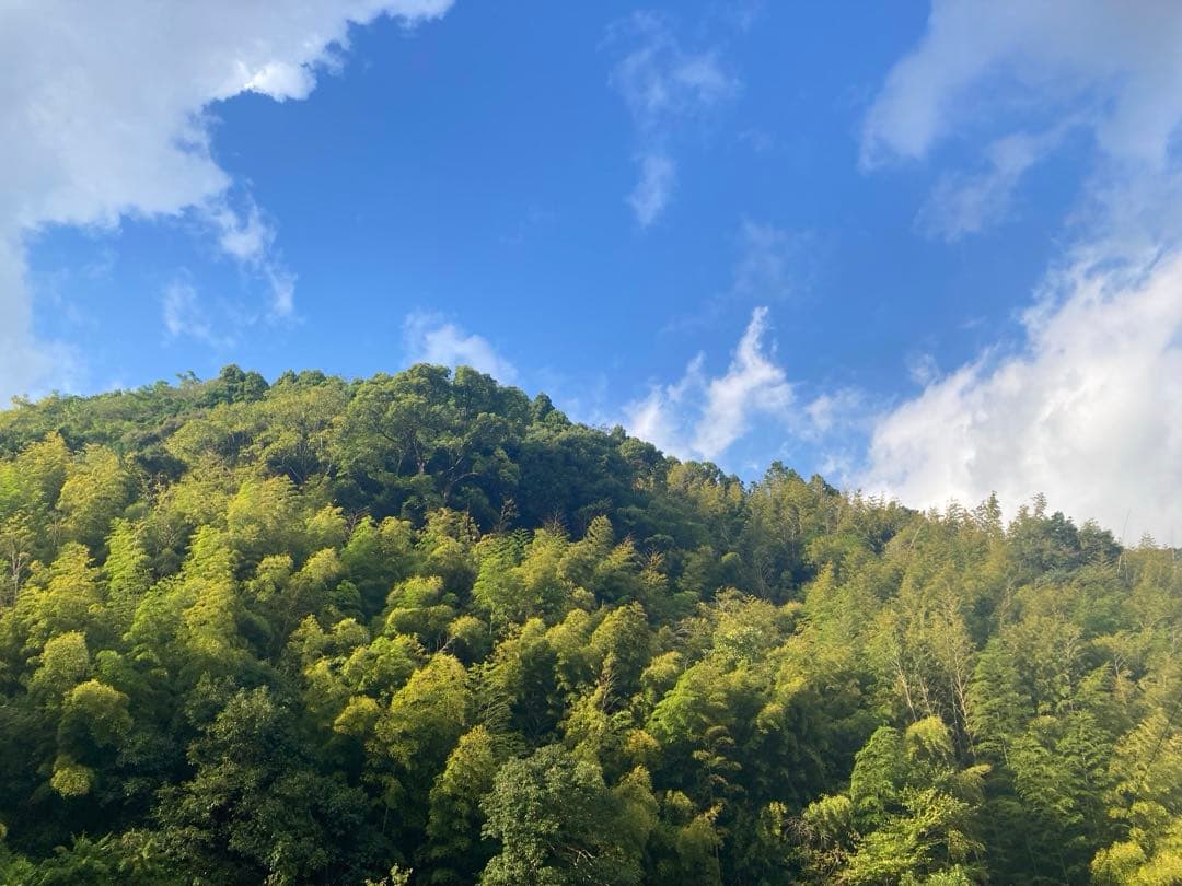 さくらんぼ　ニホンミツバチ　生ハチミツ　1120g