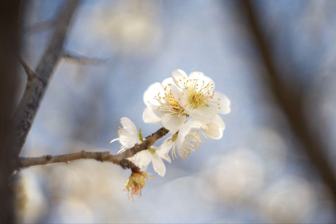 【中古・良品】KONICA HEXANON 52mm f1.8 ARマウント