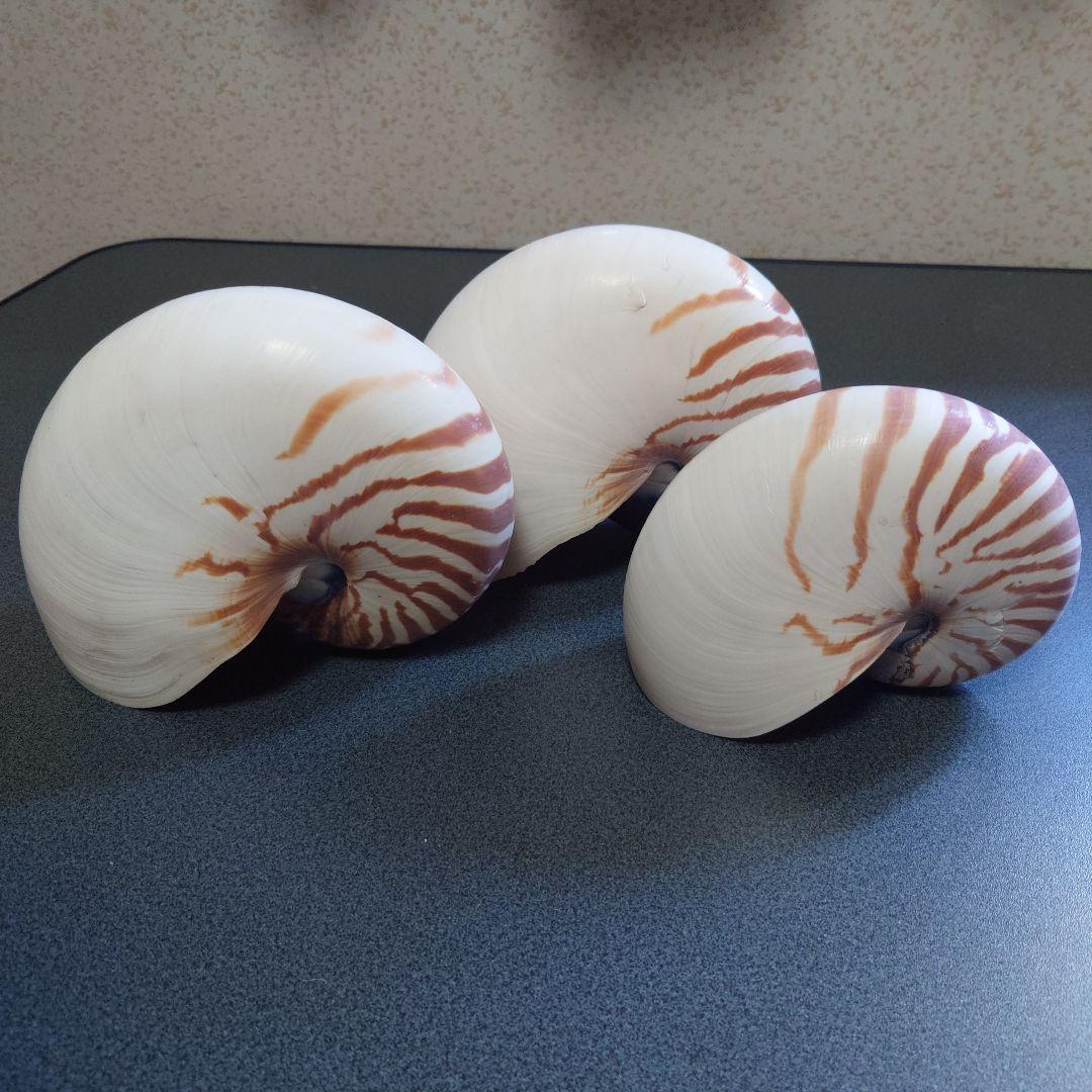 オウムガイの殻 3個セット