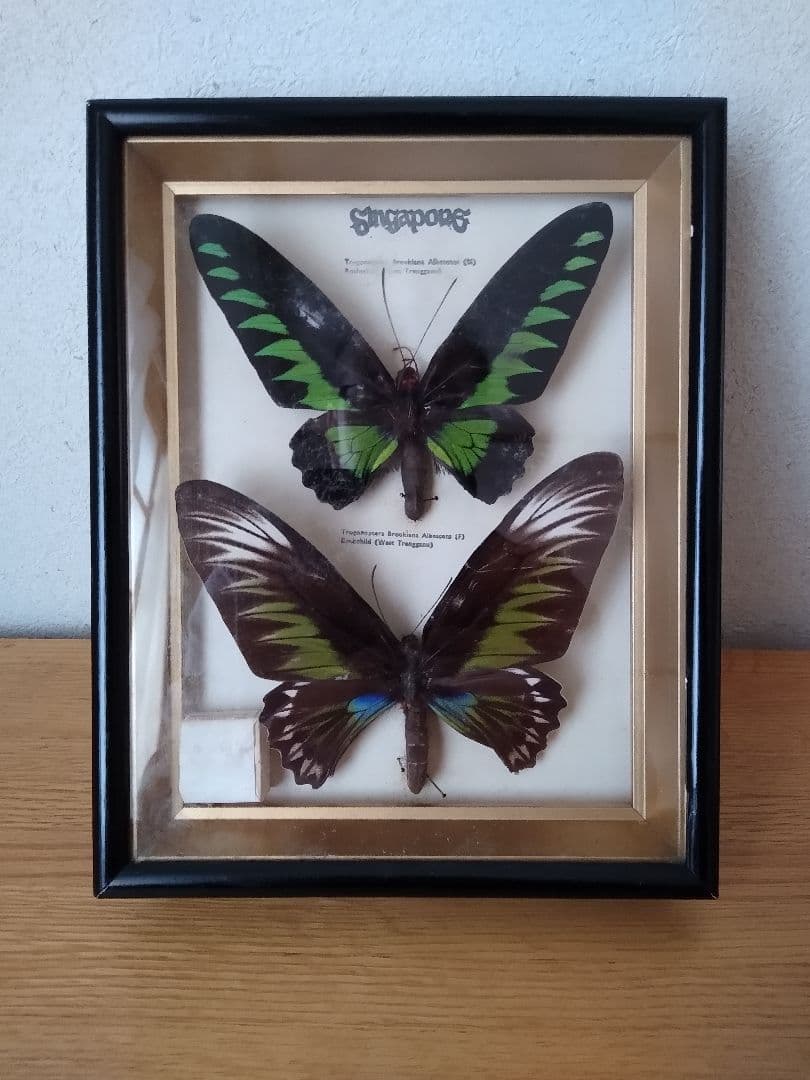 【蝶の標本】　アカエリ トリバネ アゲハ　雄雌1対