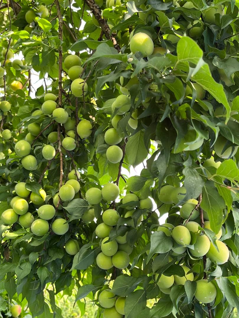 紀州 種抜き白干し梅　果肉100％ 無添加　無選別　10kg入り