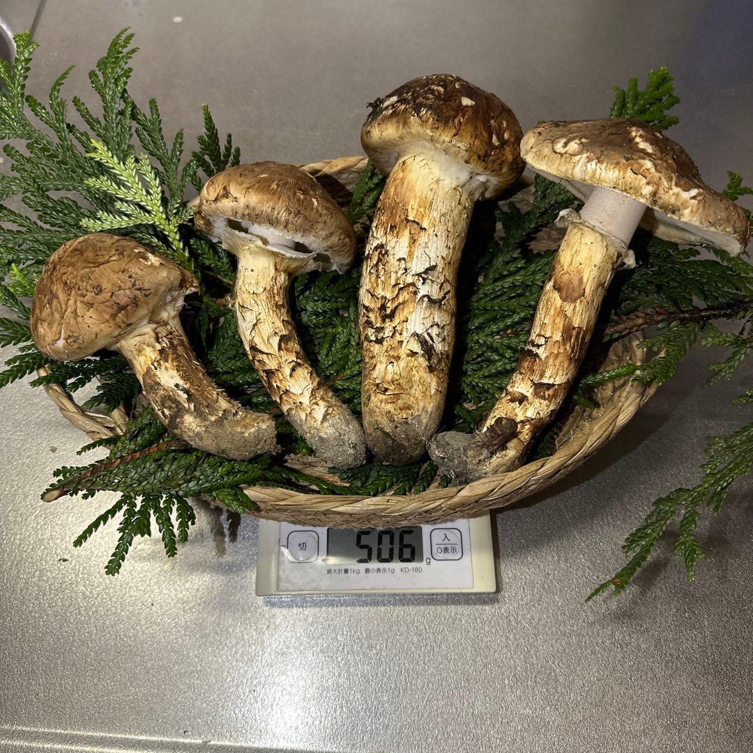 国産天然松茸‼️500g‼️10／18朝採れ‼️