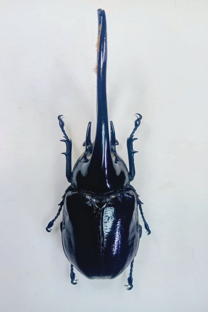 ※　最終価格！ネプチュ−ンオオカブト♂野外標本