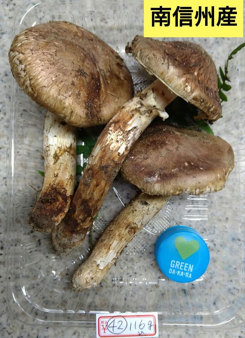 42.南信州産松茸約116g（パック込み）