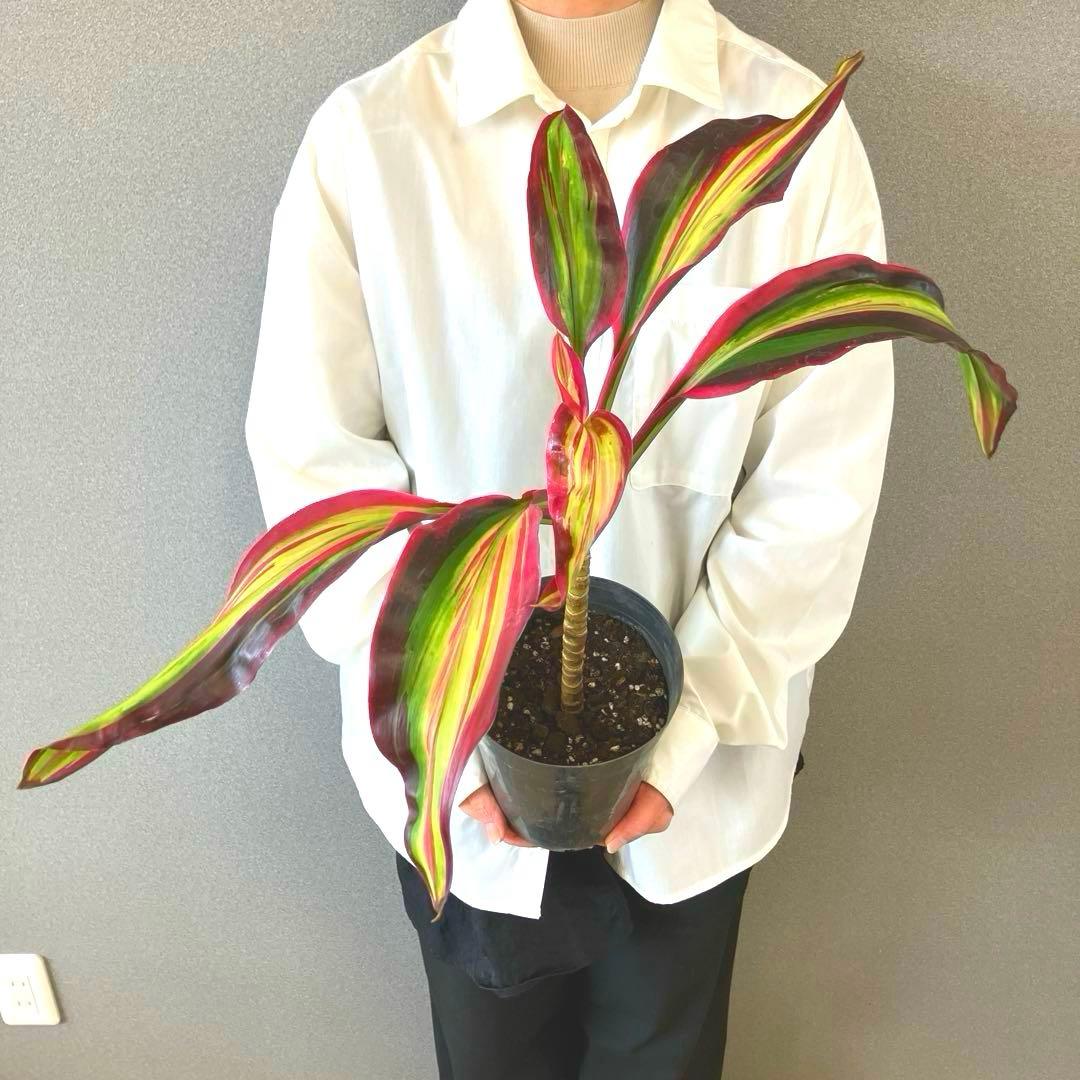 超希少❗️コルジリネ　ビリオンダイアモンド✨