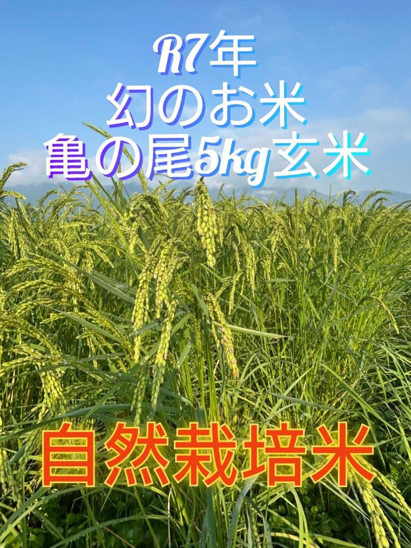 2 R7年 自然栽培米 2品種食べ比べセット10kg（5kg×2）玄米 セット