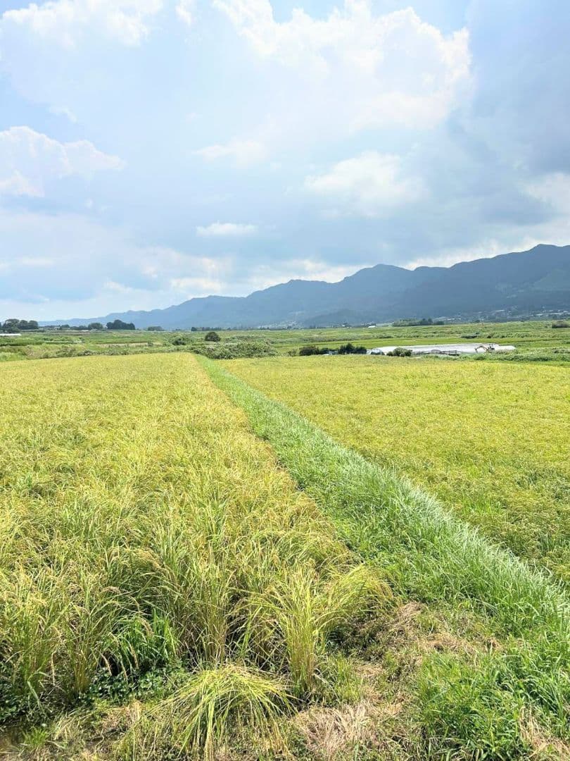 2 R7年 自然栽培米 2品種食べ比べセット10kg（5kg×2）玄米 セット