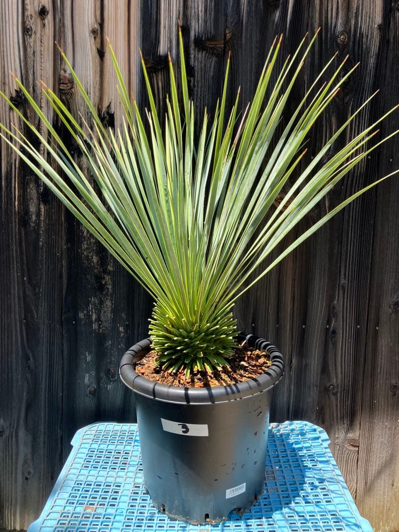 ユッカロストラータ　実生　掘り上げ3 養生済み