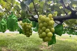 コ*ク様 【岡山県産】 5kg 秀品 高級シャインマスカット 甘～い!大粒 7〜