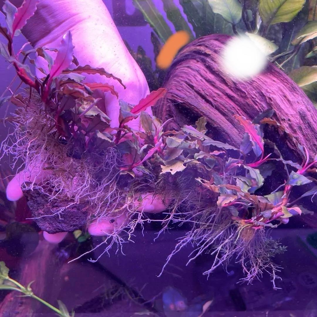 水草 Bucephalandra sp. Melawi Blue