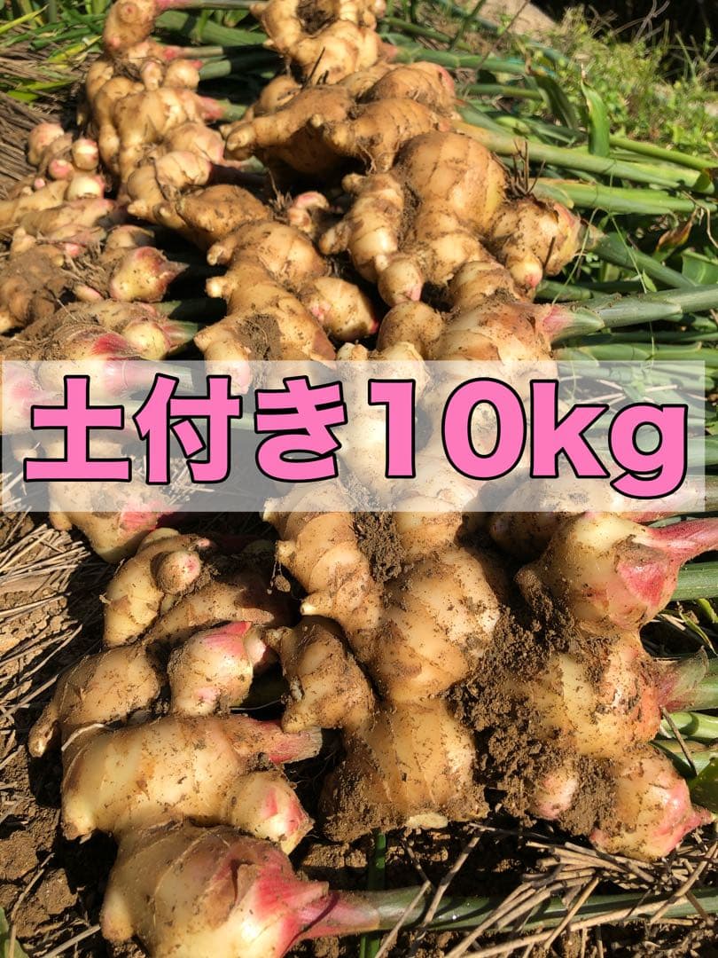 新生姜10kg