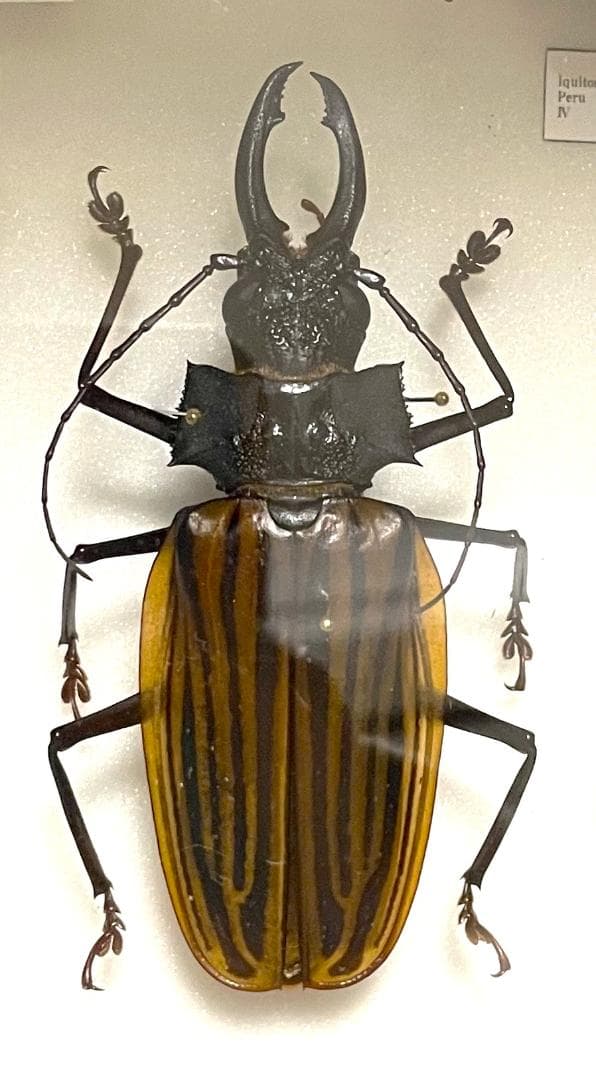 たまごやき　カストロオオキバウスバカミキリ　標本