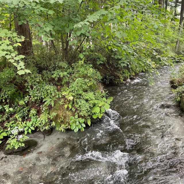 （購入後、精米して発送）令和7年産 コシヒカリ 10㎏ 南信州産