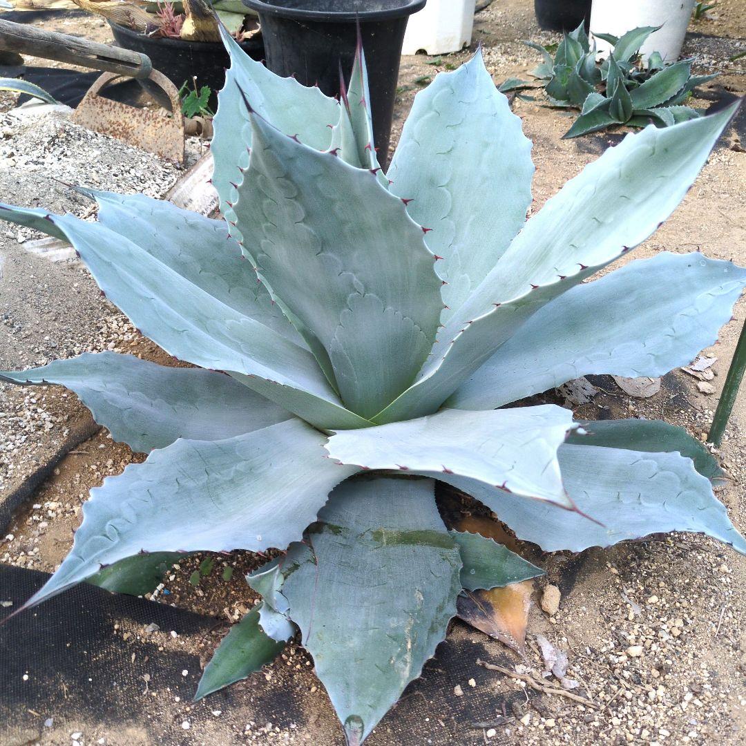 D*o様 オバティフォリア　フロスティブルー　超特大約60cm　アガベ