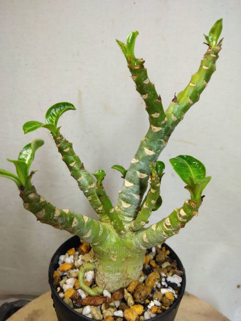 ゴードン様　メデューサ5本　らくらくメルカリ便RNL64