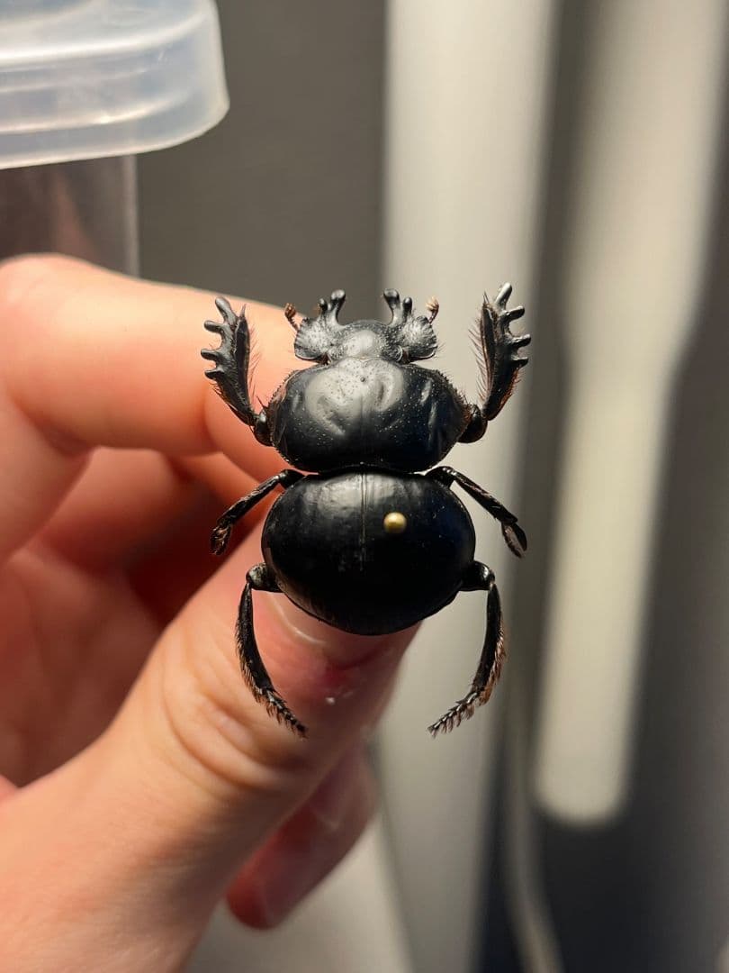 【29mm♂】クモガタタマオシコガネに酷似のPachysoma schinzi