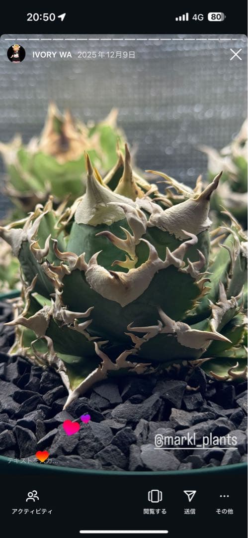 マ*ャ様 アガベ　ivory wa 子株