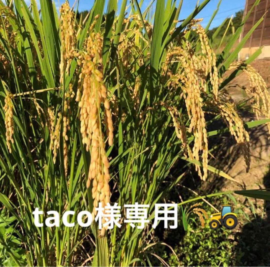 taco お米 10kg ほか