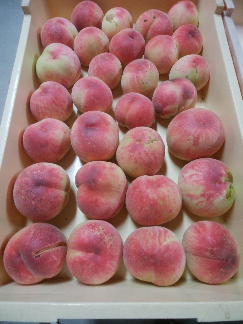 うさこさん専用　特大　桃　さくら白桃　わけあり　10kg