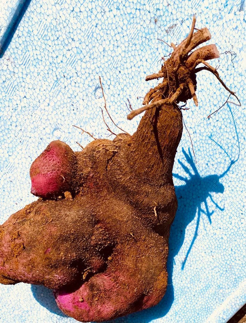 hisae 紫山芋　20kg