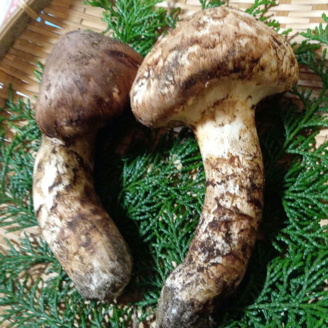 長野県産　松茸　229g