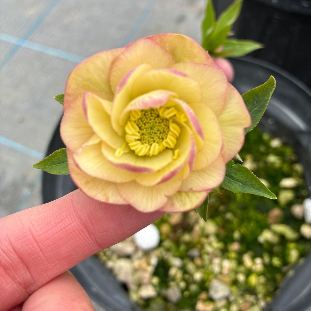 専用になります。