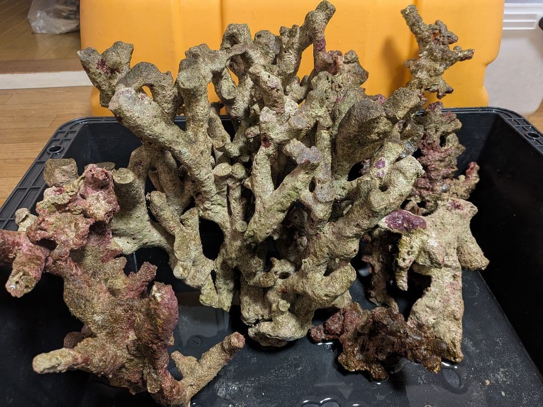 天然ライブロック　枝状含む15キロ以上