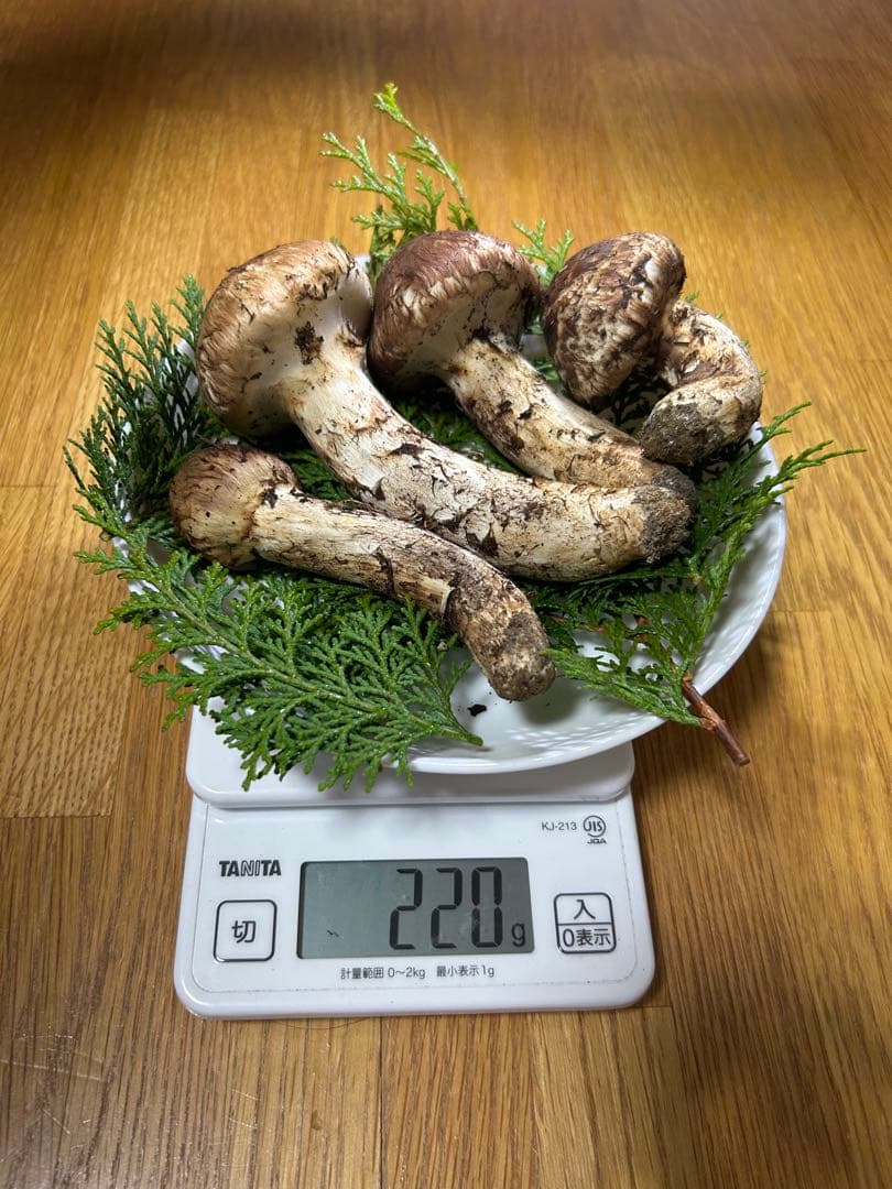岩手県産松茸 220ｇ 今日の採れたて午後の15時に採りました！
