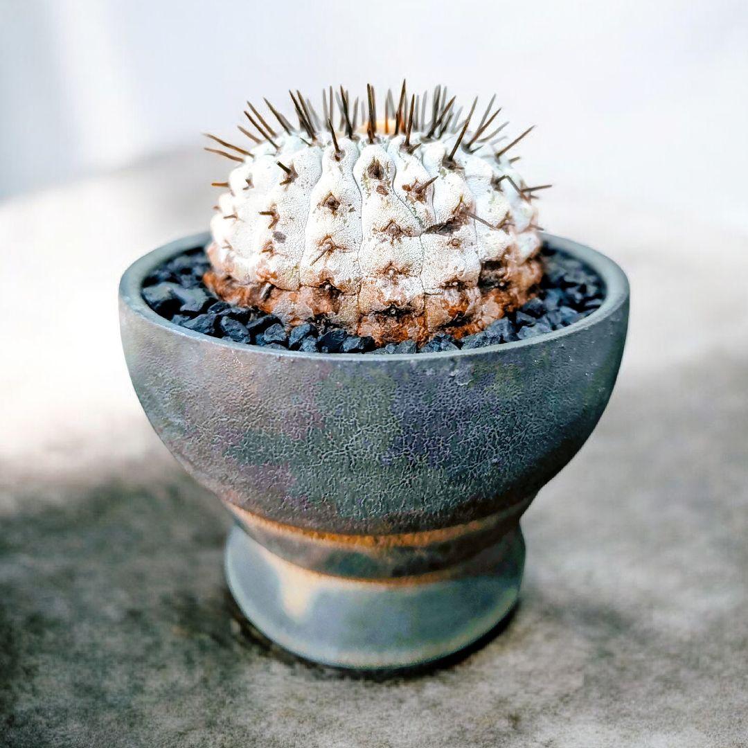 【鉢底発根】コピアポア コルムナアルバ 孤竜丸 黒王丸 普賢鉢 柿右衛門