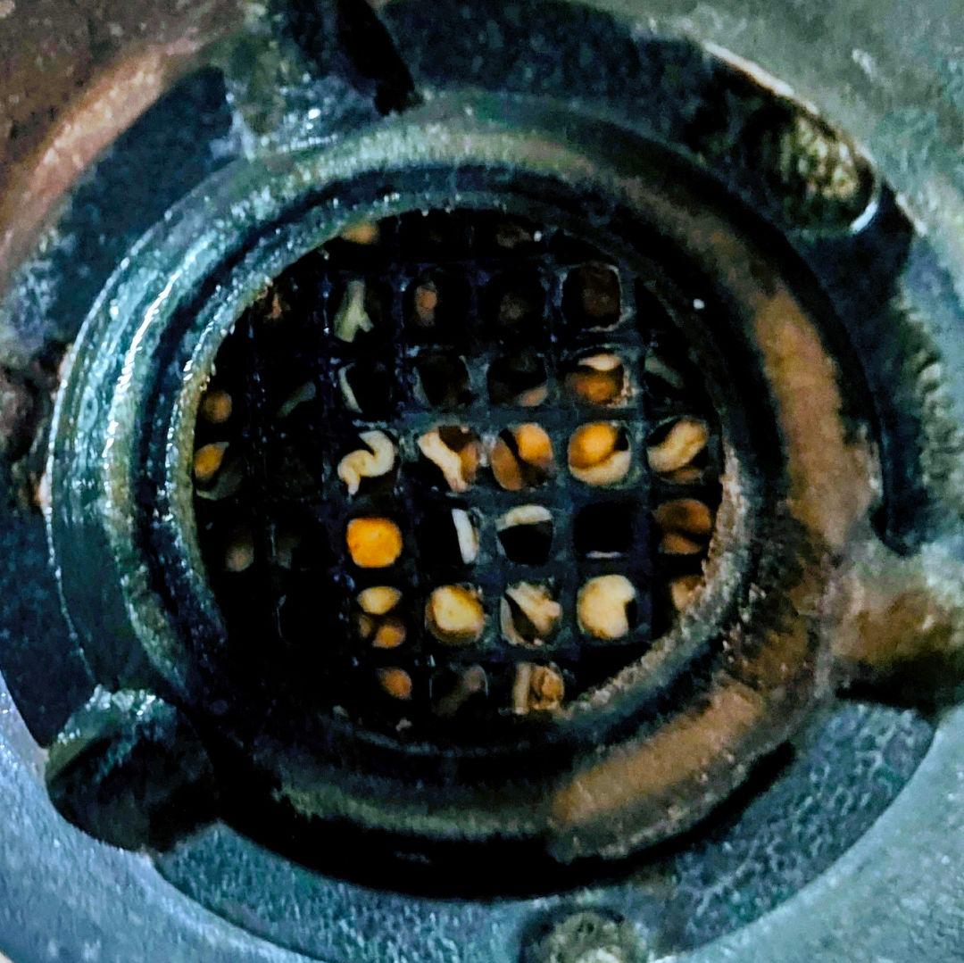 【鉢底発根】コピアポア コルムナアルバ 孤竜丸 黒王丸 普賢鉢 柿右衛門