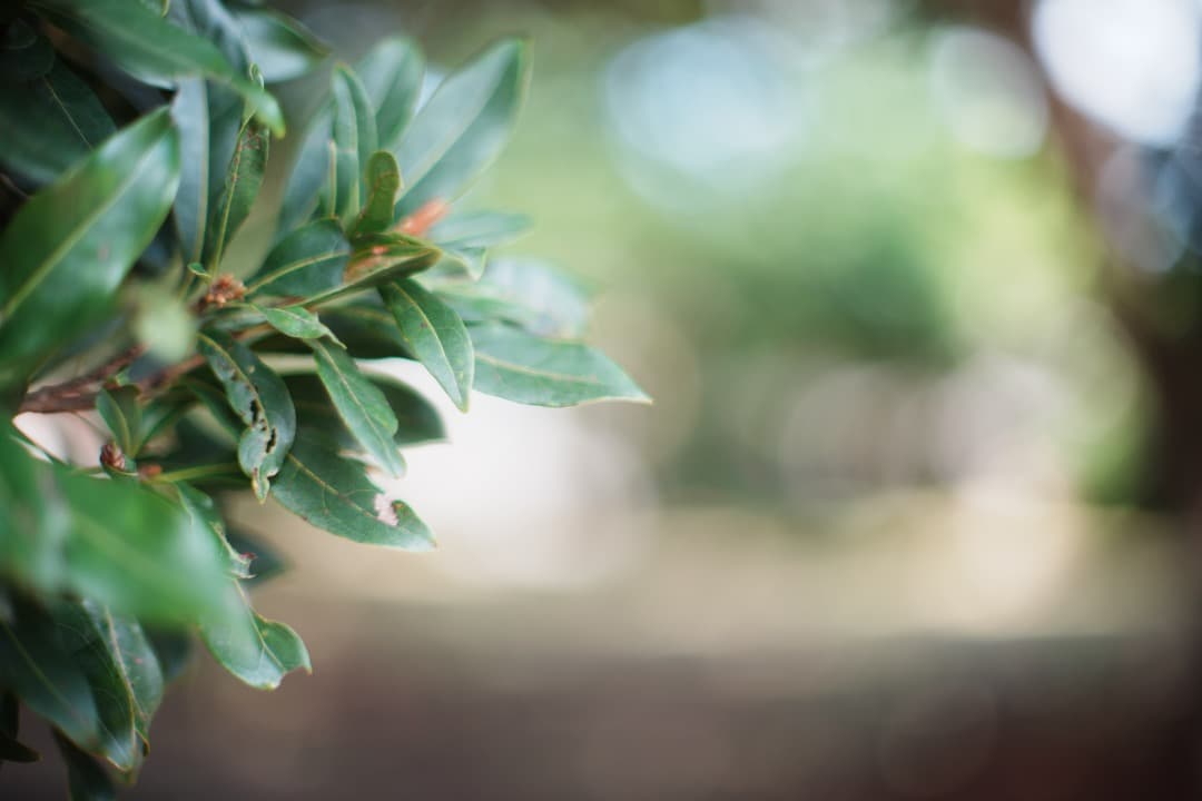 【極美品】動作◎ ニコン Ai Nikkor 50mm F1.2 962