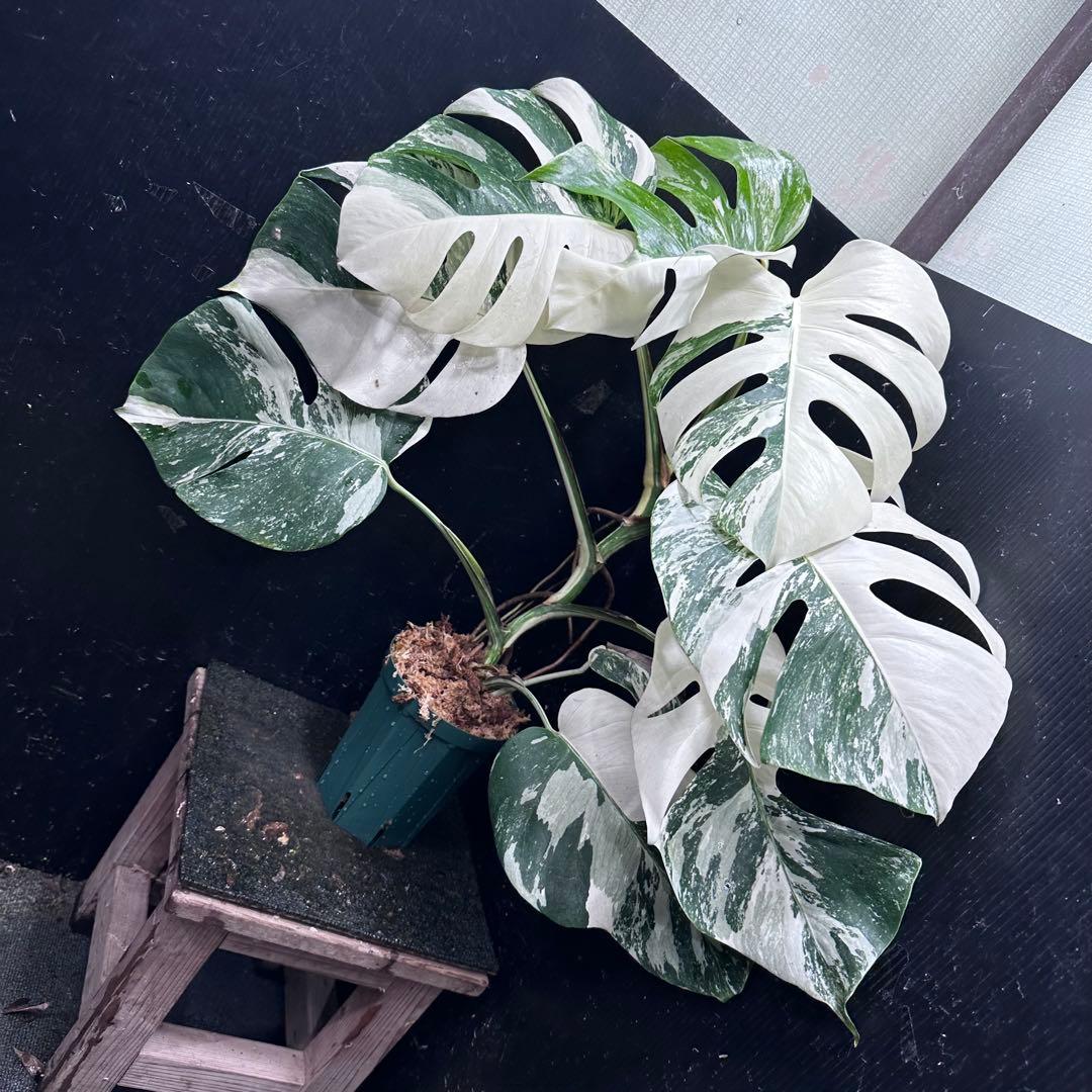 c*f様 斑入りモンステラ ホワイトタイガー極美大株73cm白斑多