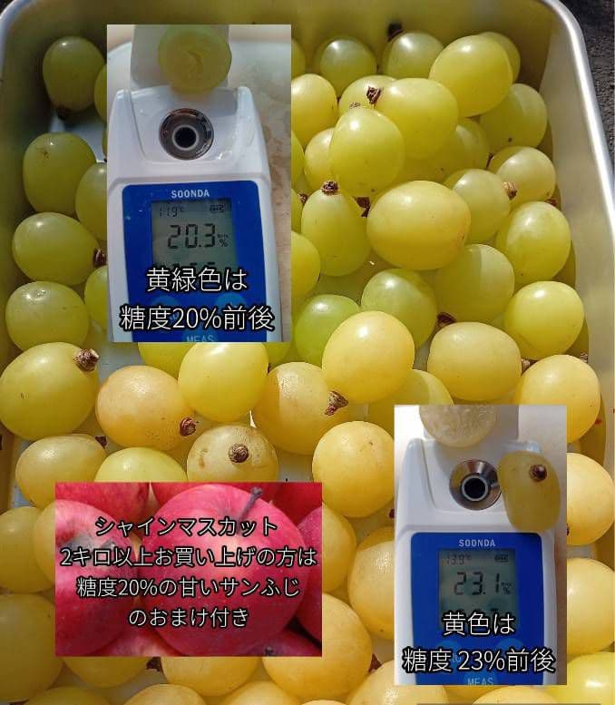 シャインマスカット5キロ☆家庭用・粒・訳あり☆食感良い☆北信州中野市産