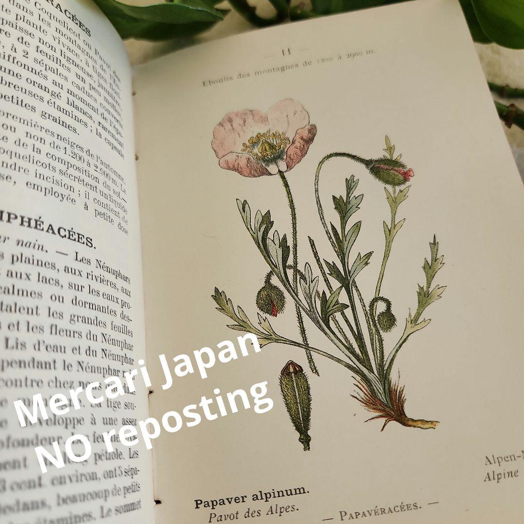 植物図鑑　洋書　ボタニカルアート　フランスアンティーク　　古書　14