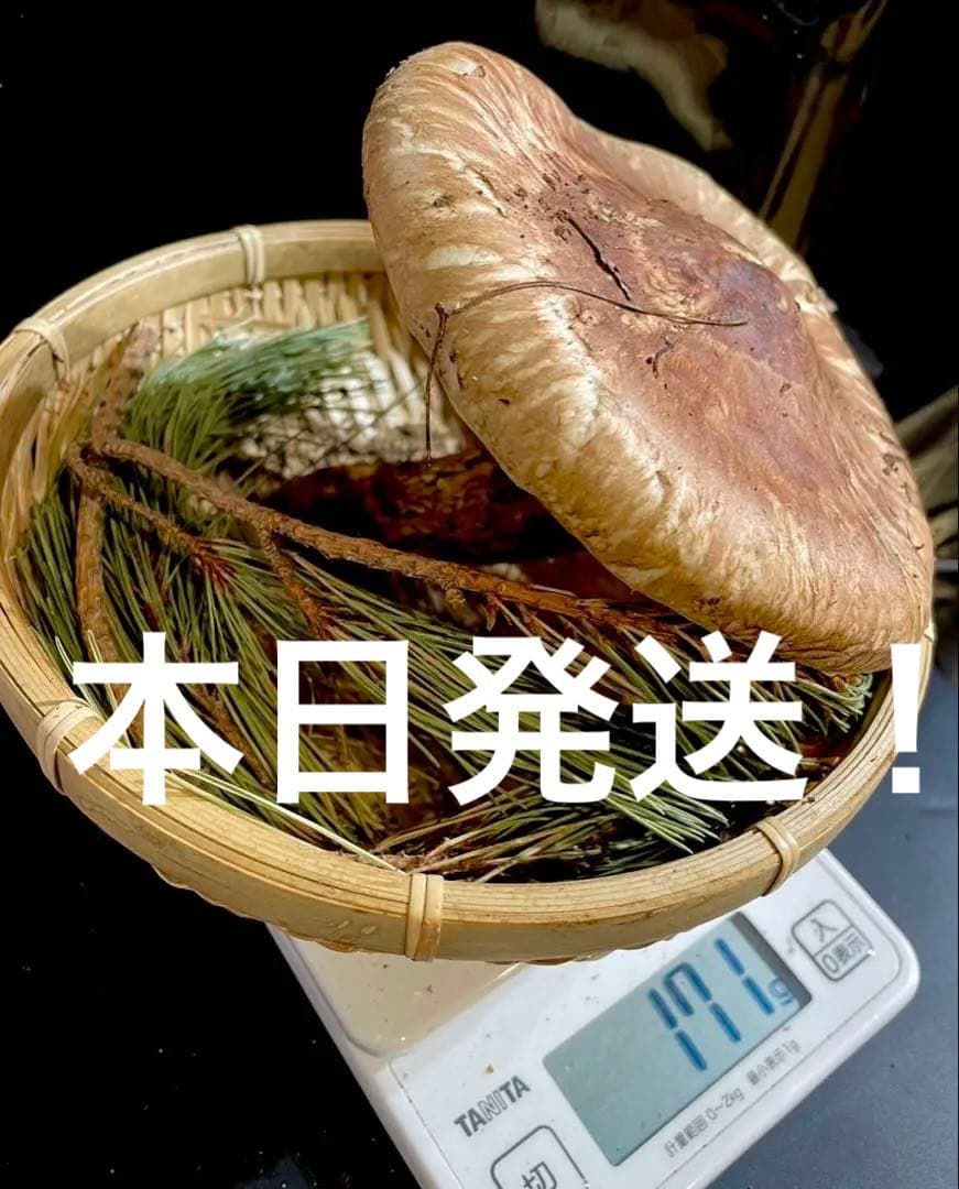 【大人気‼︎ 開き厳選 1本 今期最終‼︎】本日採れ‼︎ 松茸◆クール便発送◆