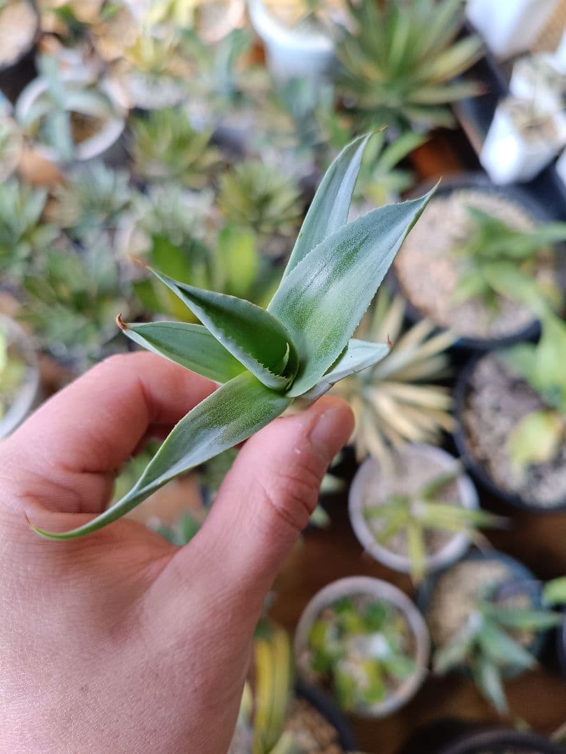 アガベ　オバティフォリア　ハイブリッド　中斑　斑入り　パリー　パラサナ