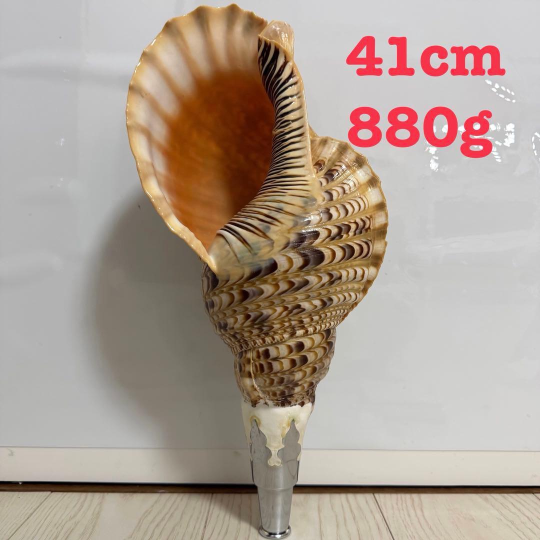 特大 法螺貝 41cm
