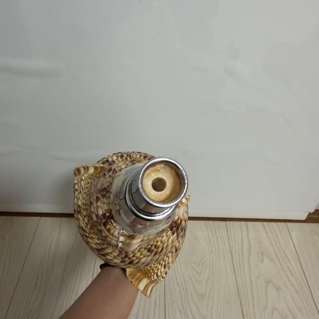 特大 法螺貝 41cm