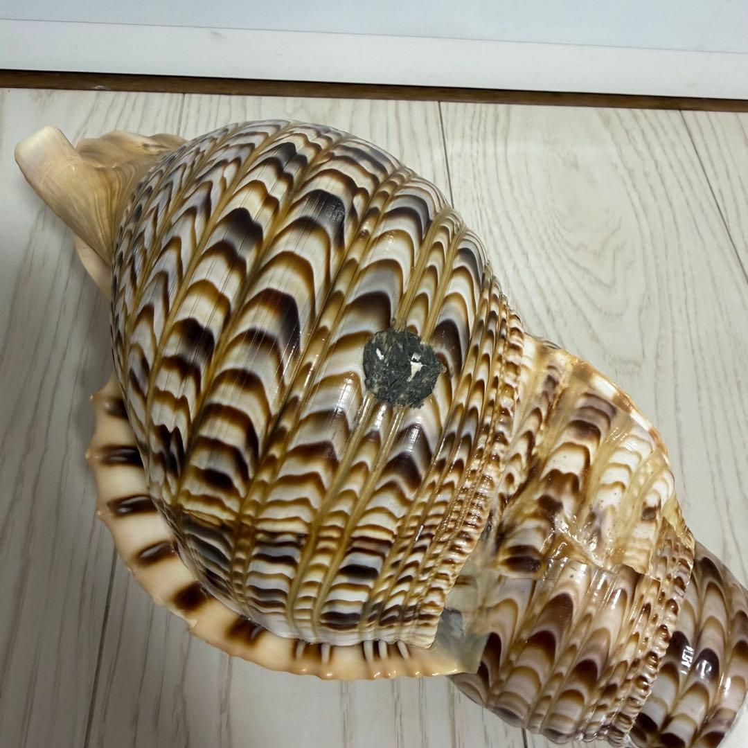 特大 法螺貝 41cm