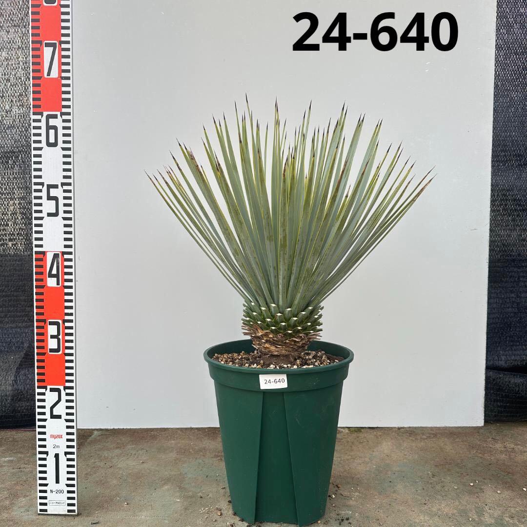 ユッカ　ロストラータ【24-640】美形　シルバーブルー