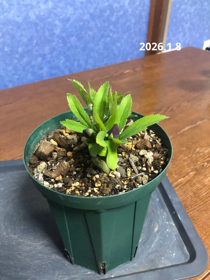 クリスマスローズ　原種　クロアチクス②