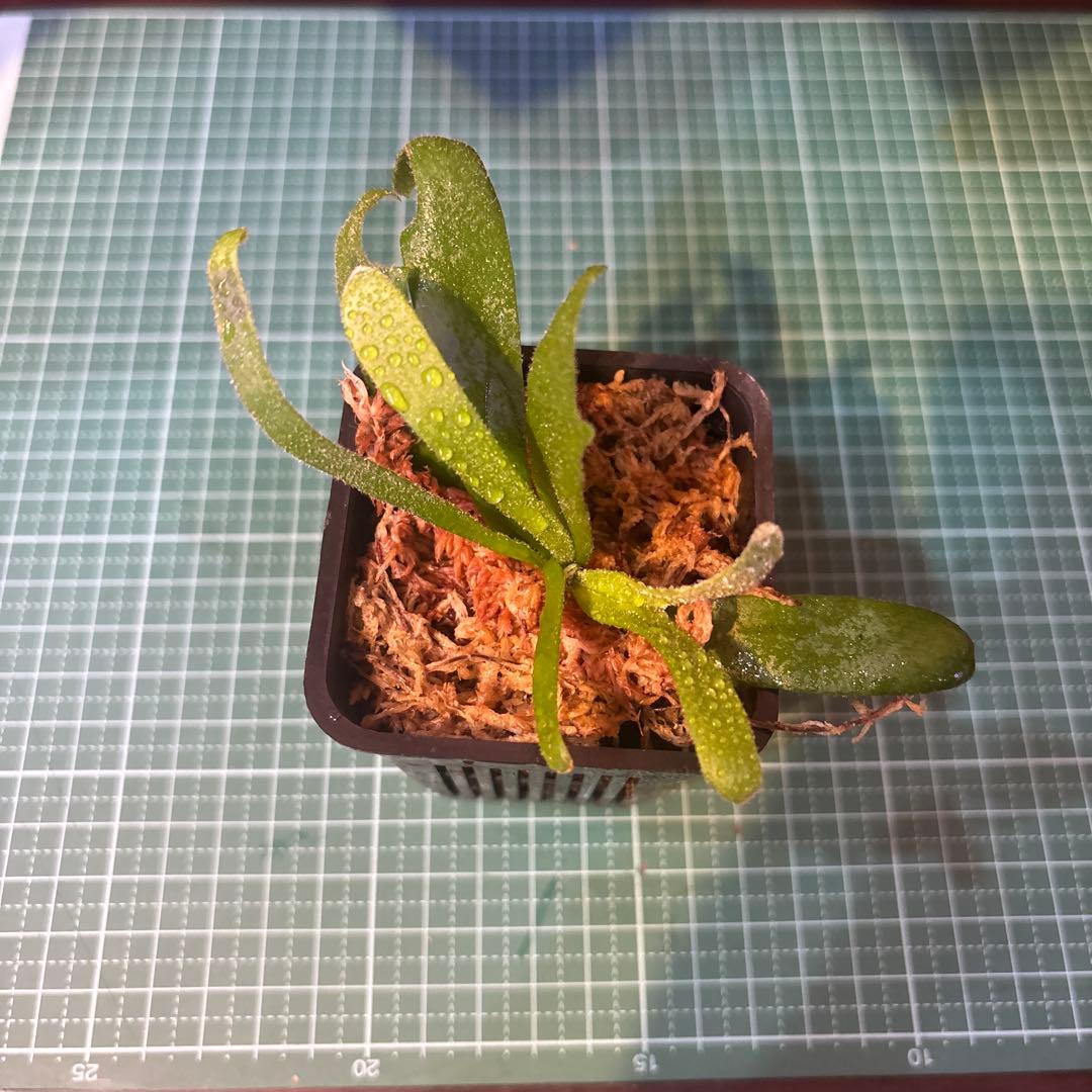 こ*こ様 ウィリンキー原種