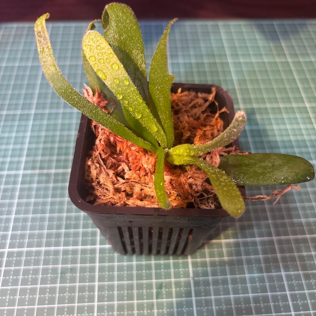 こ*こ様 ウィリンキー原種